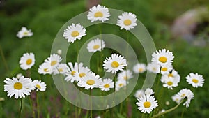 White daisy chamomile flower sways in wind.