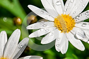 White daisy close-up and dew