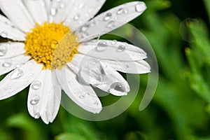 White daisy close-up and dew