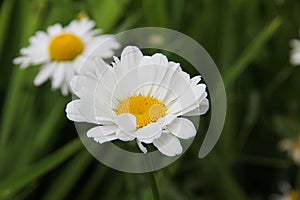 White Daisy close-up