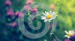 White daisy and colourful wildflowers in spring