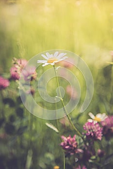 White daisy and colourful wildflowers in spring