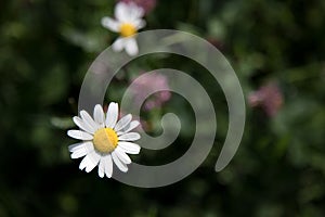 White daisy and colourful wildflowers in spring