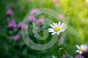 White daisy and colourful wildflowers in spring