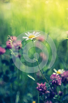 White daisy and colourful wildflowers in spring