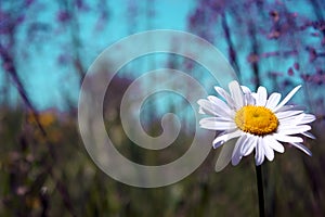 White daisy in the field. The background is blurred. Close-up. Summer. Bright summer shades. Blue sky. Green grass. Copy space for
