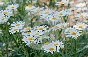 White daisy field in garden