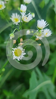 White daisy fleabane flowers in the wild