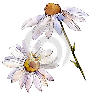 White daisy floral botanical flower. Watercolor background illustration set. Isolated daisies illustration element.