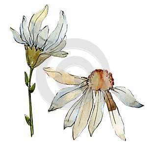 White daisy floral botanical flower. Watercolor background illustration set. Isolated daisies illustration element.