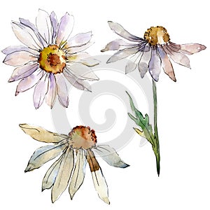 White daisy floral botanical flower. Watercolor background illustration set. Isolated daisies illustration element.