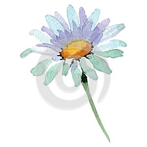 White daisy floral botanical flower. Watercolor background illustration set. Isolated daisy illustration element.