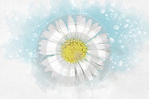 White daisy floral botanical flower. Watercolor background illustration set. Isolated daisy illustration element