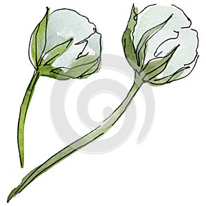 White daisy. Floral botanical flower. Wild spring leaf wildflower isolated.