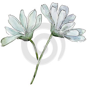 White daisy. Floral botanical flower. Wild spring leaf wildflower isolated.