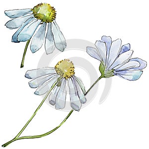 White daisy. Floral botanical flower. Wild spring leaf wildflower isolated.