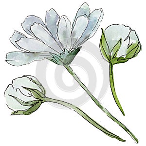 White daisy. Floral botanical flower. Wild spring leaf wildflower isolated.