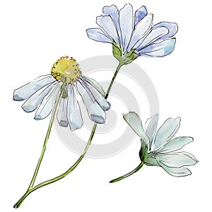 White daisy. Floral botanical flower. Wild spring leaf wildflower isolated.