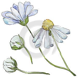 White daisy. Floral botanical flower. Wild spring leaf wildflower isolated.