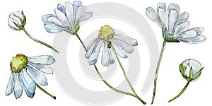 White daisy. Floral botanical flower. Wild spring leaf wildflower isolated.