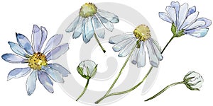 White daisy. Floral botanical flower. Wild spring leaf wildflower isolated.