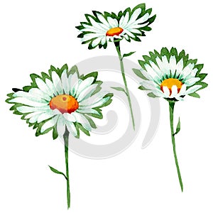 White daisy floral botanical flowers. Watercolor background illustration set. Isolated daisies illustration element.