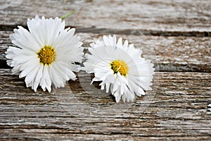 White daisy flower