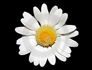 Bílý sedmikráska květina 