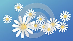 Blanco margarita flor 