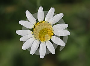 White Daisy Flower