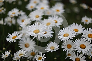 White daisy flower against black background
