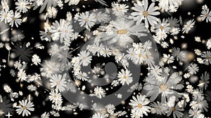 White Daisy flower with beautiful ethereal colours for ornamental, cosmos, wedding ceremony. Luxury decorations. Holiday