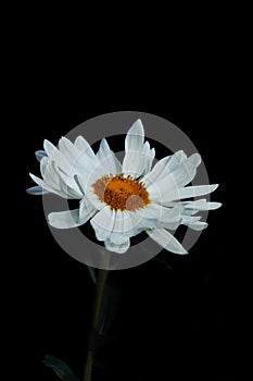 White daisy flower on black background