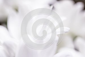 White daisy flower in bloom as floral art and beauty in nature, holiday background banner for luxury brand design