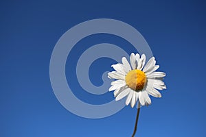 White daisy flower on a blue sky background nature