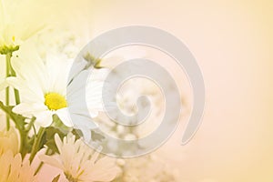 A white daisy flower on a blurred peach background.