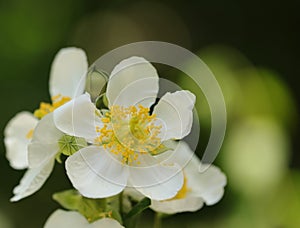 A white daisy flower on a blurred peach background.