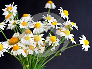 White daisy flower bouquet on black background