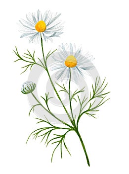 White daisy flower with bud and leaves, field flower.