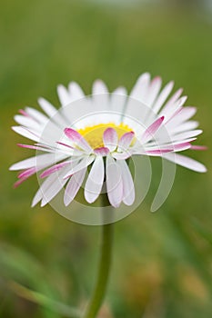 White daisy flower close up
