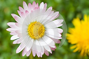 White daisy flower close up