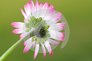White daisy flower close up