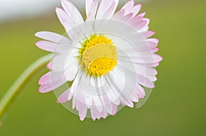White daisy flower close up