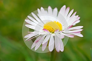 White daisy flower close up