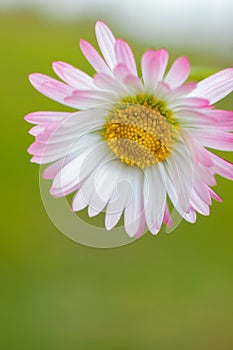 White daisy flower close up