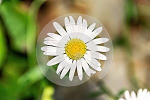 White daisy flower close-up