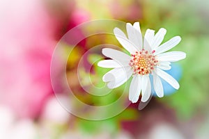 White Daisy flower with colorful nature background,