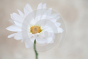 White Daisy Flower Daisies Blossom
