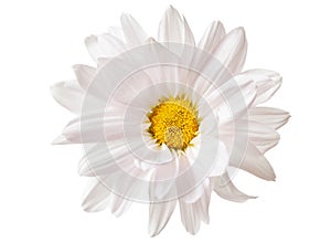 White Daisy Flower Daisies Flowers Isolated