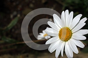 White daisy flower on dark background. Spring and summer floral backgrounds.